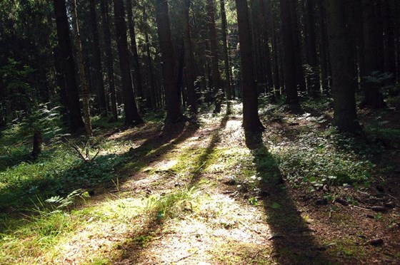 Животные и природа : Животные, цветы, природа. 