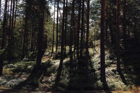 Животные и природа : Животные, цветы, природа. 