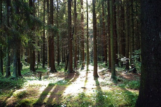 Животные и природа : Животные, цветы, природа. 