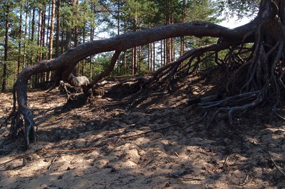 Животные и природа : Животные, цветы, природа. 