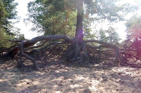 Животные и природа : Животные, цветы, природа. 