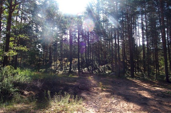 Животные и природа : Животные, цветы, природа. 