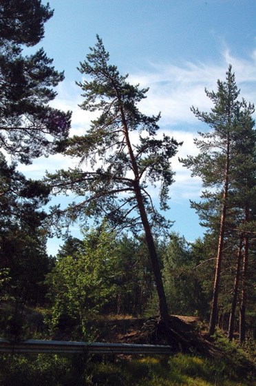 Животные и природа : Животные, цветы, природа. 