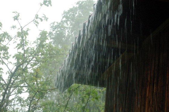 Животные и природа : Животные, цветы, природа. 