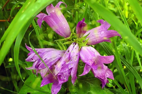 Животные и природа : Животные, цветы, природа. 