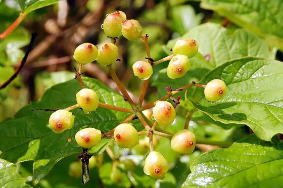 Животные и природа : Животные, цветы, природа. 