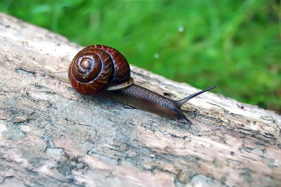 Животные и природа : Животные, цветы, природа. 