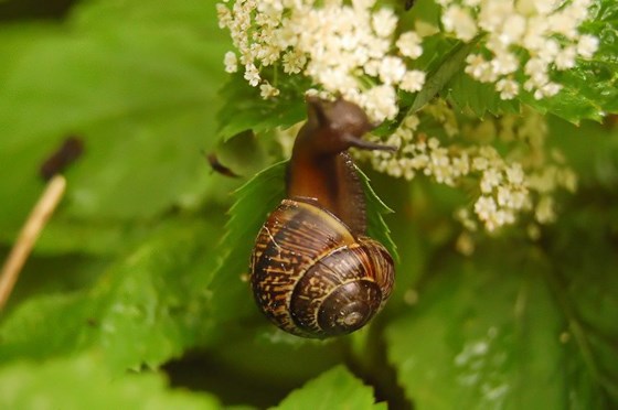 Животные и природа : Животные, цветы, природа. 