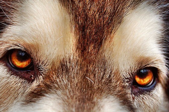 Животные и природа : Животные, цветы, природа. 