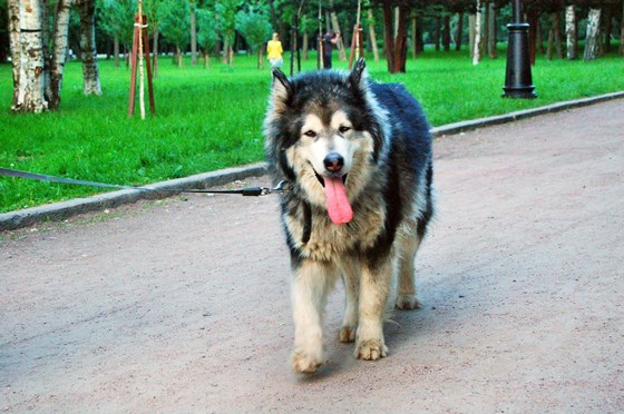 Животные и природа : Животные, цветы, природа. 